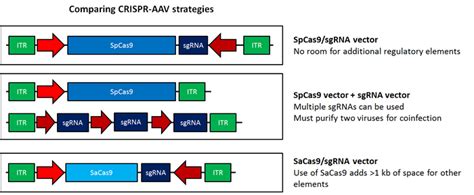 fefab|Construction and characterisation of replicating foamy viral。